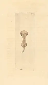 Thenaturalistsmiscellany Prints: Brachionus galeatus, species of planktonic rotifer