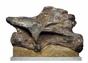 Herbivore Collection: Brachiosaur neck vertebra
