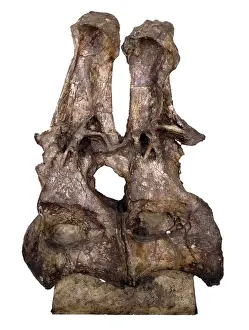 Herbivore Prints: Brachiosaur back vertebra