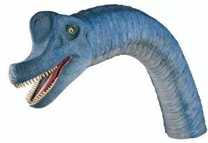 Archosauromorpha Collection: Brachiosaurus