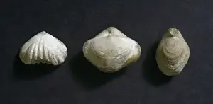 Brachiopoda Prints: Three brachipods