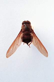 Larvae Collection: Brachycerous fly
