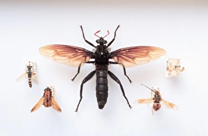 Brachyera family specimens Brachyera family specimens