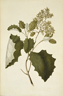New Zealand Gallery: Brachyglottis repanda, bushmans toilet paper