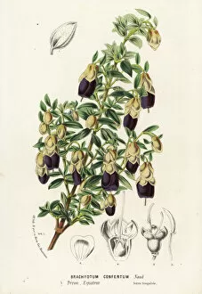 Ecuador Collection: Brachyotum confertum