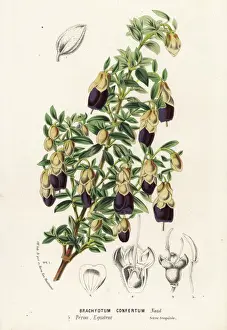 Brachyotum confertum