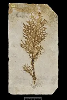 Bavaria Prints: Brachyphyllum princeps, fossil plant
