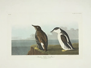 Alcidae Gallery: Brachyramphus marmoratus, marbled murrelet