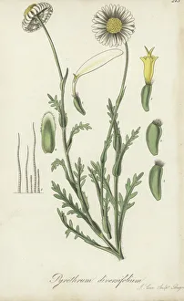 Seeds Prints: Brachyscome diversifolia