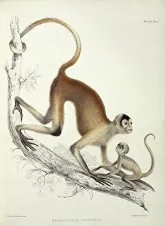 Agile Gallery: Brachyteles sp. woolly spider monkey