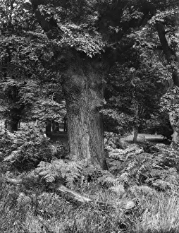 BRACKEN
