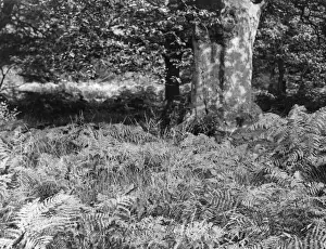 Epping Prints: BRACKEN