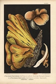 Bracket fungus, Laetiporus sulphureus Bracket fungus, Laetiporus sulphureus
