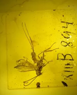 Tertiary Gallery: Braconid wasp in amber