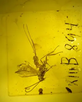 Braconid wasp in amber