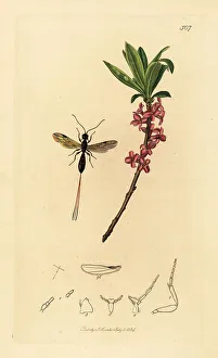 Larva Prints: Braconid wasp and mezereon