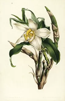 Stroobant Collection: Bracteate chysis orchid, Chysis bractescens