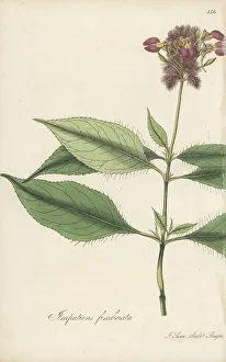 Bangladesh Prints: Bracted balsam, Impatiens fimbriata