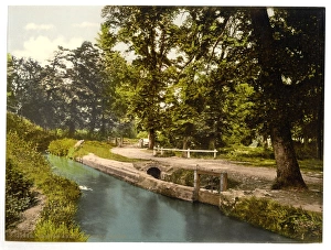 Abbott Gallery: Bradley Woods, Newton Abbott, England