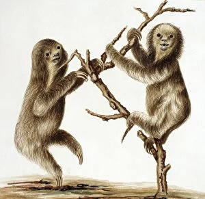 Agile Gallery: Bradypus tridactylus, pale-throated three-toed sloth
