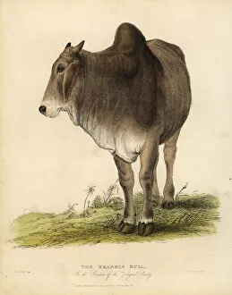Animated Collection: Brahma breed of zebu cattle, Bos taurus indicus