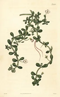 Ayurveda Prints: Brahmi or waterhyssop, Bacopa monnieri
