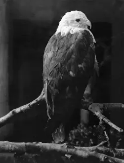 Brahminy Kite