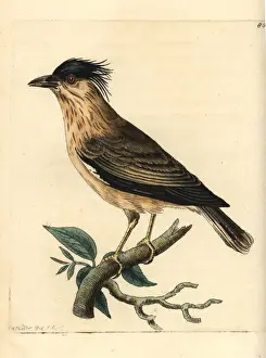 Starling Prints: Brahminy myna, Temenuchus pagodarum
