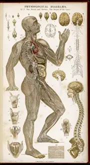 Voice Prints: Brain & Nerves / Voice