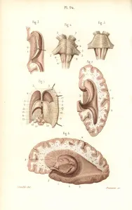Masse Prints: Brain, pons, medulla oblongata, pineal gland, etc