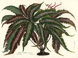 Tricolor Prints: Brake fern, Pteris aspericaulis