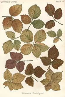 Bramble Prints: Bramble Leaves