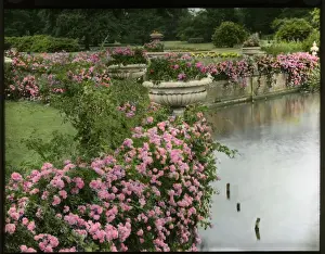 Brambles and pink flowers beside a lake
