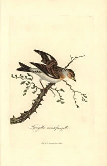 Brambling or mountain finch, Fringilla montifringilla
