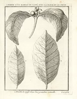 Histoire Collection: Branch, leaf, fruit and flower of the coffee