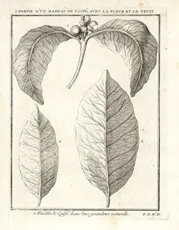 Beverage Prints: Branch, leaf, fruit and flower of the coffee