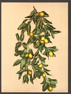 A branch of lemons, Limone, Lake Garda, Italy
