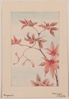 Branch of a maple tree with leaves and seeds