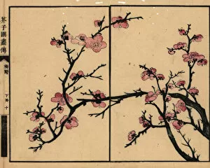 Branch of pink plum blossom