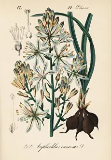 Branched asphodel, Asphodelus ramosus