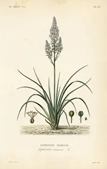 Branched asphodel, Asphodelus ramosus