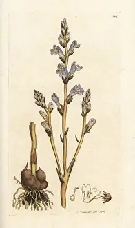 Branched broomrape, Orobanche ramosa