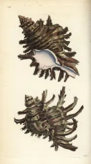 Branched murex, Chicoreus ramosus