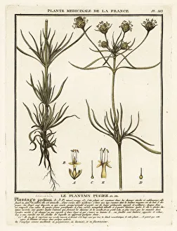 Branched plantain, Plantago indica