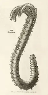Branched Worm 1891