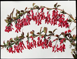 ? Berberis Plant