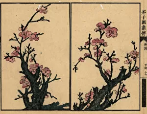 Plum Collection: Branches of plum blossom