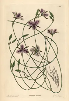 Fringe Gallery: Branching fringe lily, Thysanotus dichotomus