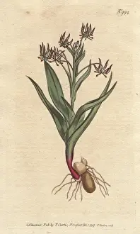 Bulbs Prints: Branching melanthium, with many small lilac
