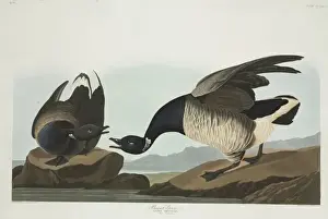 Branta Prints: Branta bernicla, brent goose